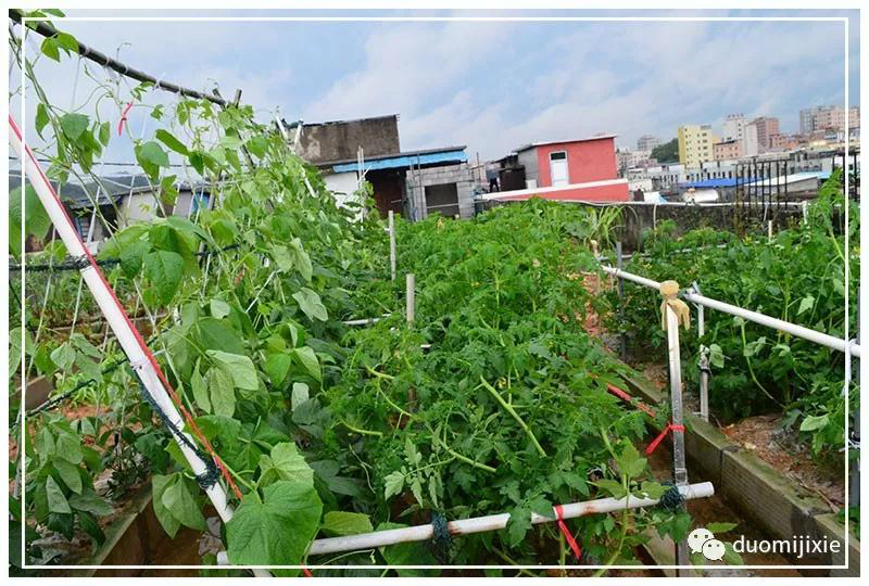 聽說了嗎,多米居然開始搞副業(yè)了?